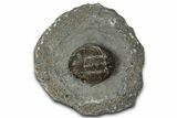 Detailed Scabriscutellum Trilobite - Morocco #359142-2